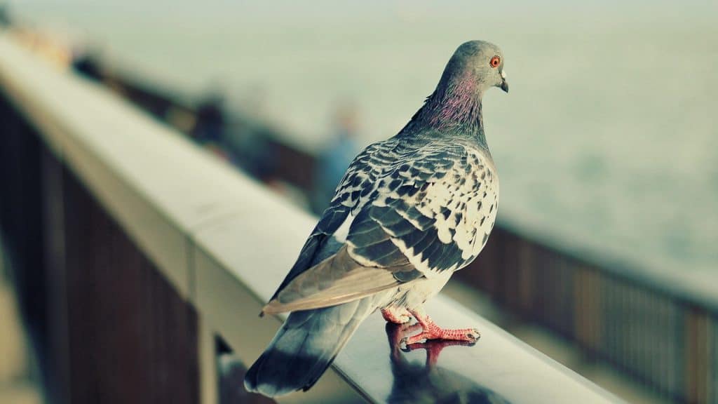 Pigeon on a rail